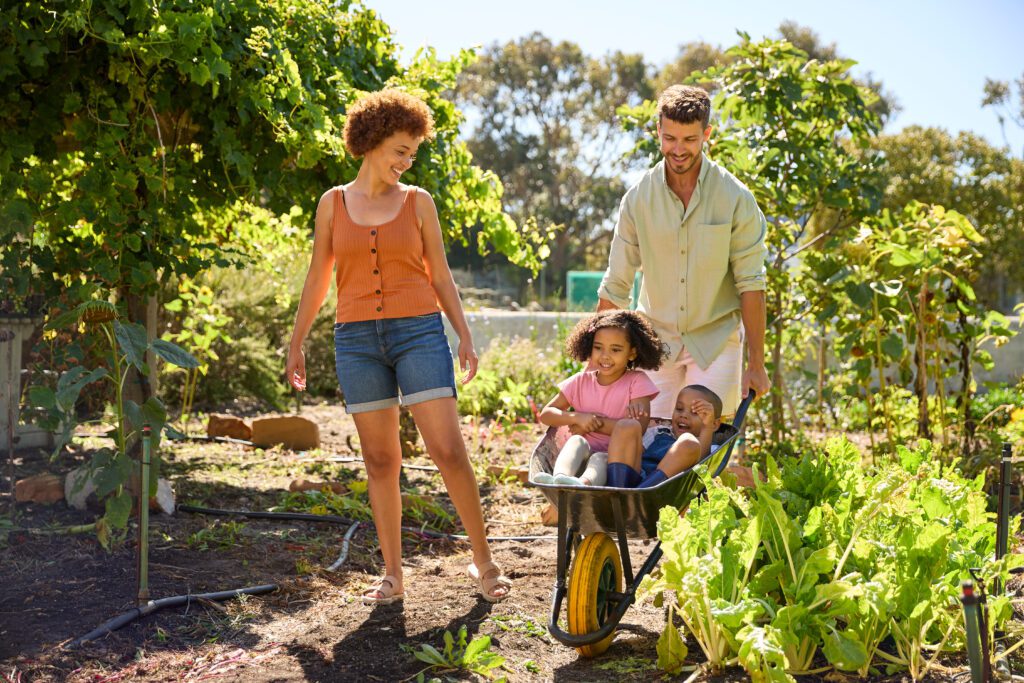 Family With Children Pushed In Barrow By Parents Working In Vegetable Garden Or Allotment
